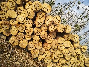 Gamhar Gmelina wood log