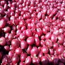 Fresh shallots onions