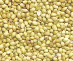 coriander seeds