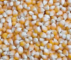 Maize (corn)