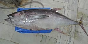 Frozen Yellowfin Tuna Fish