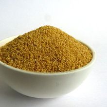 Indian Best Quality Foxtail Millet