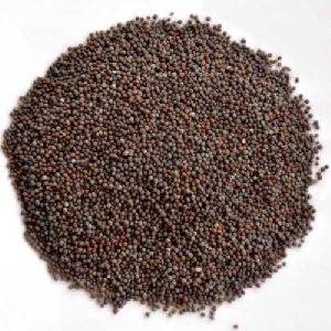 Dried Black Mustard Seeds