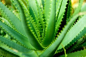 Green Aloe Vera Leaves