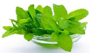 Natural Mint Leaves