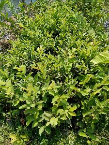 VNR Bihi Guava Plants