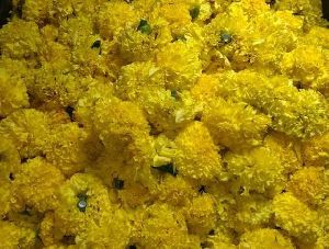 Marigold Cut Flower