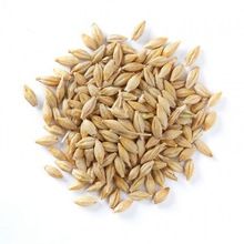 Indian Malt Barley