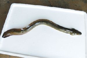 Mottled eel fish