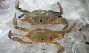 Frozen Three Spot Crab