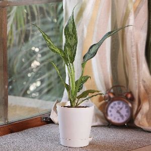 Aglaonema Plant