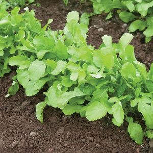 Arugula Seeds