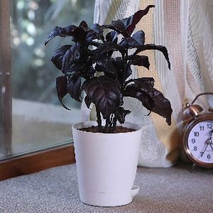 Eranthemum Black Plant