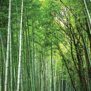 Pokal Bamboo Seeds