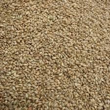 Brown Top Millet Seeds