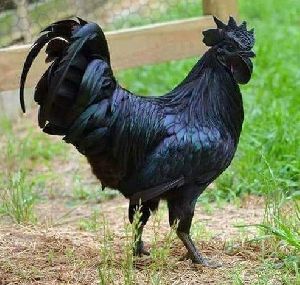 Live Black Chicken