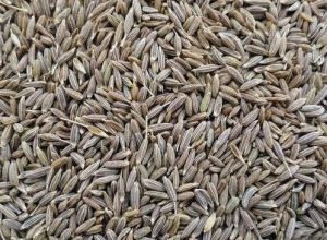 Organic Natural Cumin Seeds, Shelf Life : 1Year