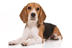 Beagle Dog