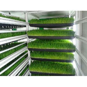 hydroponic fodder machine