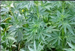 Bhang Leaves