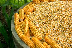 WHITE AND YELLOW MAIZE