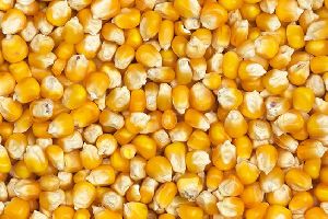 B Grade Yellow Corn Seeds