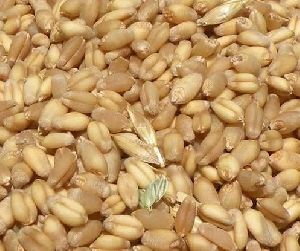 Brown Wheat Seeds