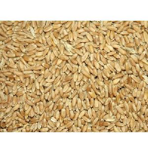 Organic Wheat Seeds