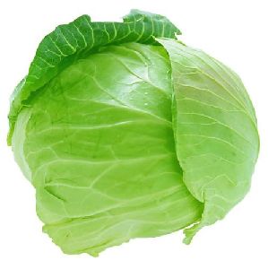 Fresh Green Cabbage