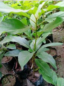 Avocado Fruit Plant