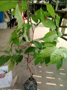Rambutan Fruit Plant