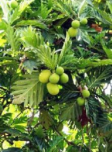 Breadfruit Plant