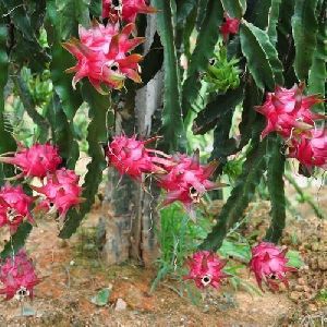 Dragon Fruit Plant