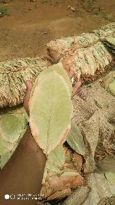 Tendu Leaves Odisha