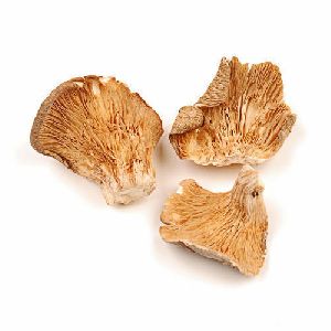 Oyster Dried Mushroom