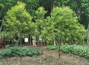 Sandalwood Cultivation