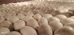 farm fresh duck eggs