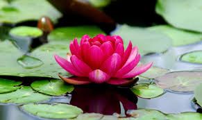 Lotus Floral Water