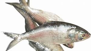 hilsha fish