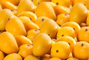 Natural Hapus Mango