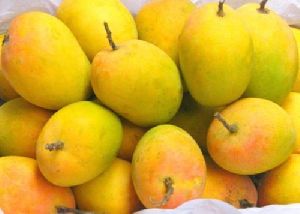 Organic Hapus Mango