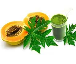 Papaya Leaf Juice