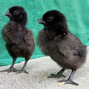 Kadaknath Original Chicks