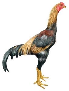 Live Aseel Chicken
