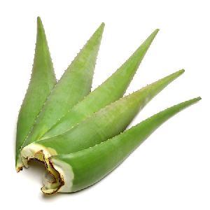 Natural Aloe Vera Leaves