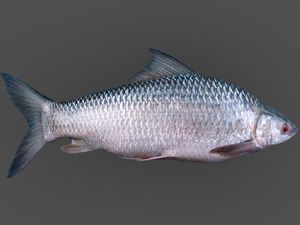Mrigal Carp Fish