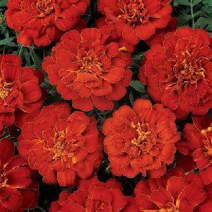 Marigold Red Flower
