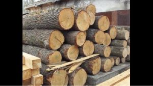 acacia wood logs