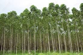 eucalyptus wood
