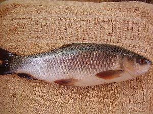 Katla Mirgal Rohu Fish